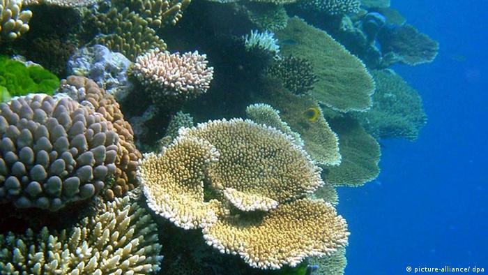 Verschiedene Korallenarten im Great Barrier Riff in Australien 