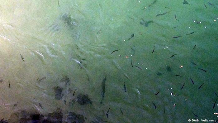 Ribe u rijeci Sani