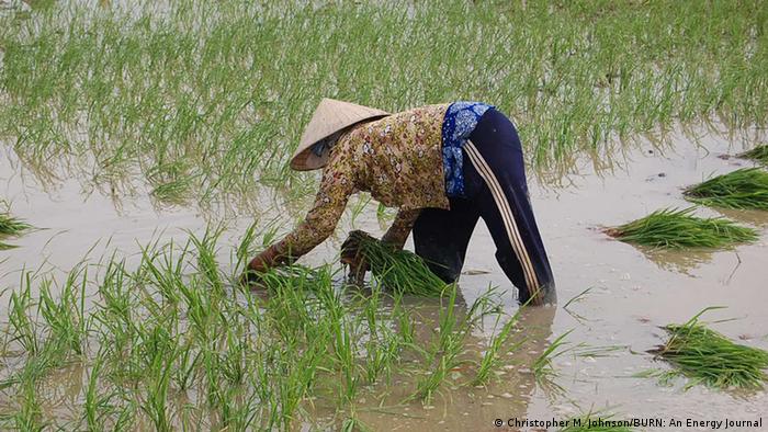 Landwirtschaft in der Mekong Delta Vietnam 
