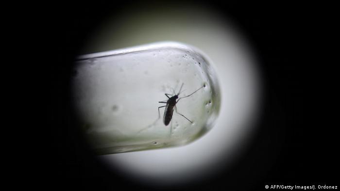 Aedes Aegypti Moskito
Copyright: AFP/Getty Images/J. Ordonez