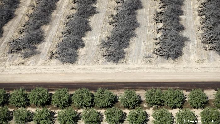 Dürre in Kalifornien Mandelbäume