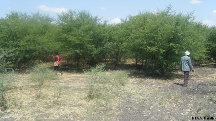 Tansania Projekt Baumpflanzung Reduzierung Karbondioxid