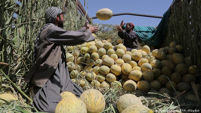 Afghanistan Landwirtschaft Melonen