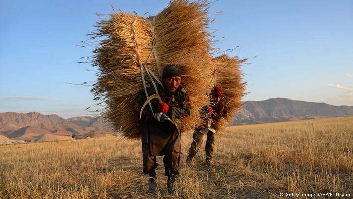 Afghanistan Landwirtschaft Getreide Ernte