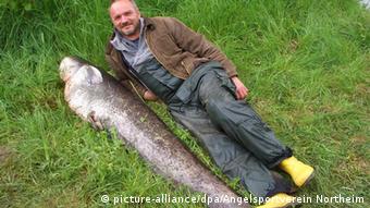 182 сантиметра, 43 килограмма: такую рыбу выловил Петер Майер из Нортхайма в Нижней Саксонии
