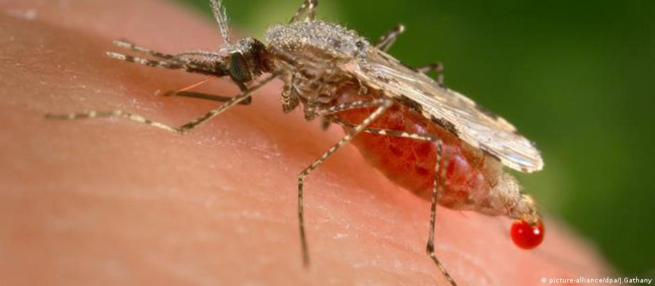 Anopheles é conhecido como "mosquito da malária"
