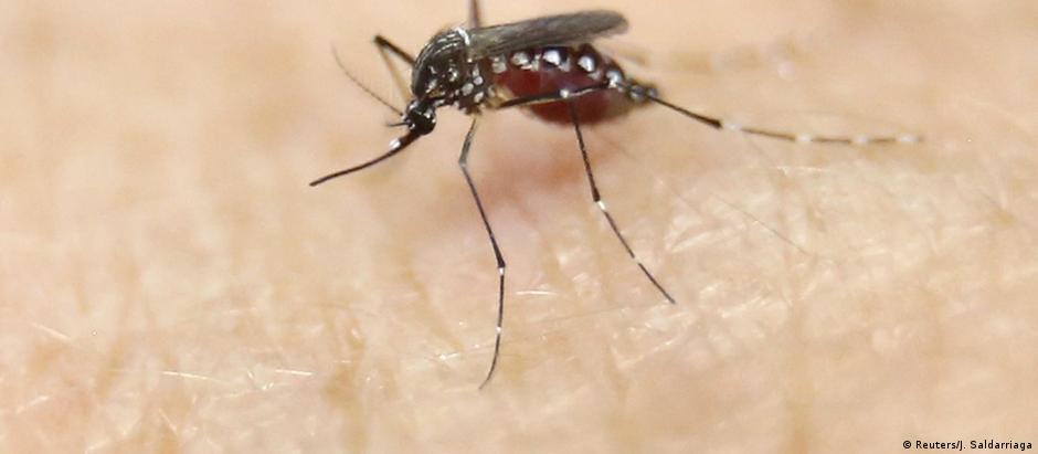 Vírus é transmitido pelo Aedes aegypti
