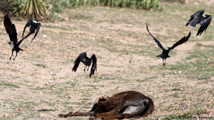 Vultures hover over a dead donkey