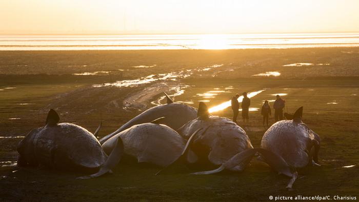 Dead sperm whales on the German Baltic Sea coast in February 2016 (Photo: picture alliance/dpa/C. Charisius)