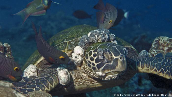 Green sea turtle infected by deadly herpes (Photo: cc-by-Peter Bennett & Ursula Keuper-Bennett)