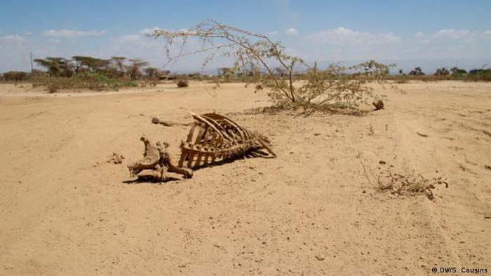 animal skeletons in desert

copyright: Sophie Cousins