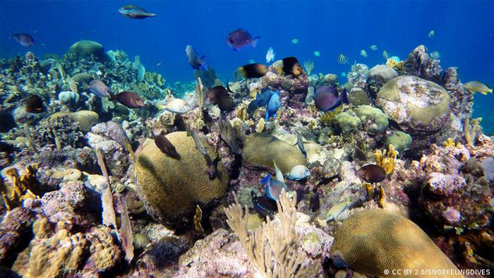 Los esfuerzos de conservación han ayudado a mantener los arrecifes de coral de Roatán relativamente saludables. 