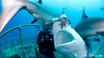 Alimentar manualmente a los tiburones de los arrecifes del Caribe con los peces león resultó ser demasiado arriesgado para los buzos. 