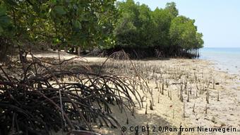 Los manglares protegen la costa de la erosión y ayudan a purificar el agua. 