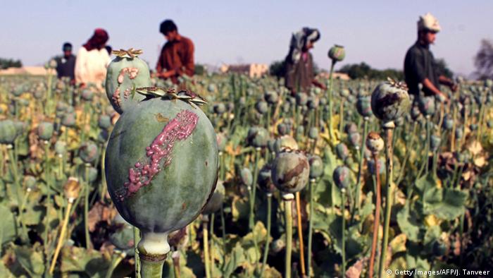 Afganistán, primer productor de goma de opio. 