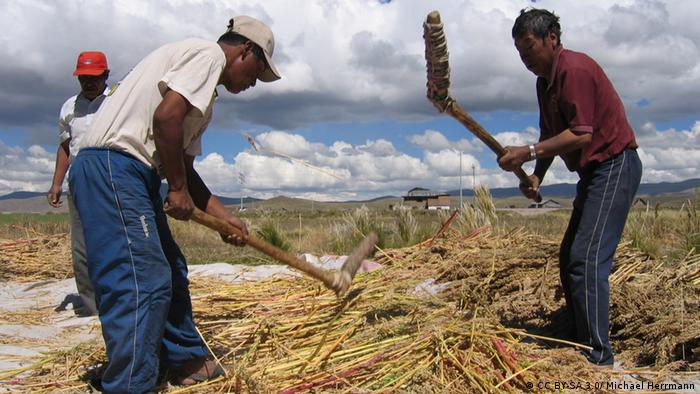 Agricultores trillando la quinua cerca de Puno, Perú.
