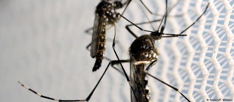 Mosquito Aedes aegypti é o transmissor do zika