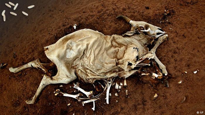 A cow carcass on the ground. (AP)