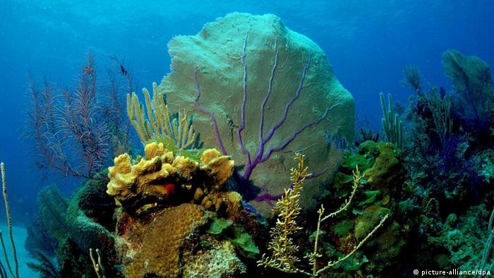 What would happen if the coral reefs disappeared?