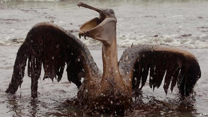 Pelican covered with oil in Gulf of Mexico (AP)