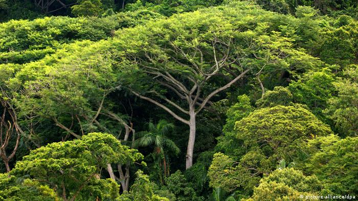 Rainforest στη Βραζιλία (εικόνα-συμμαχία / dpa)