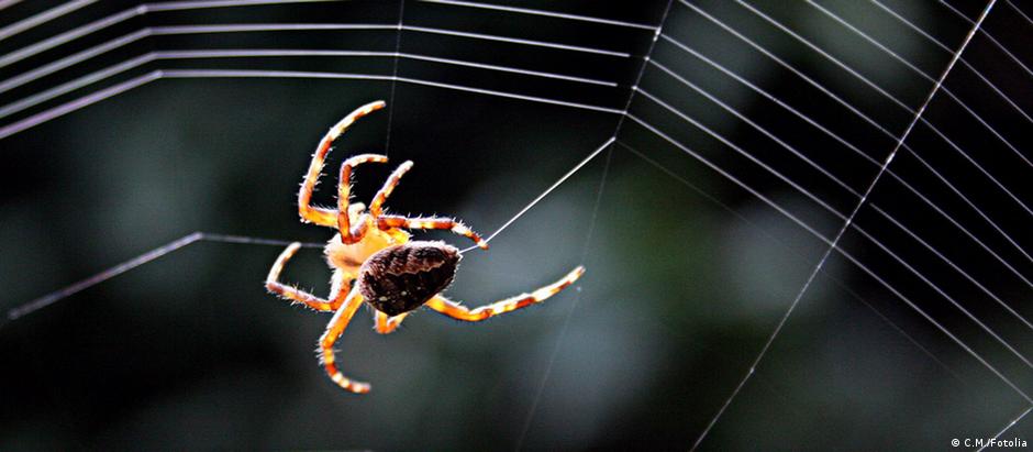 A seda de aranha é mais resistente que materiais fibrosos sintéticos