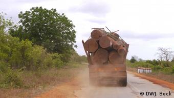 Lastwagen Holz Mosambik Baumstamm Guro Manica Waldwirtschaft Export (DW/J. Beck)