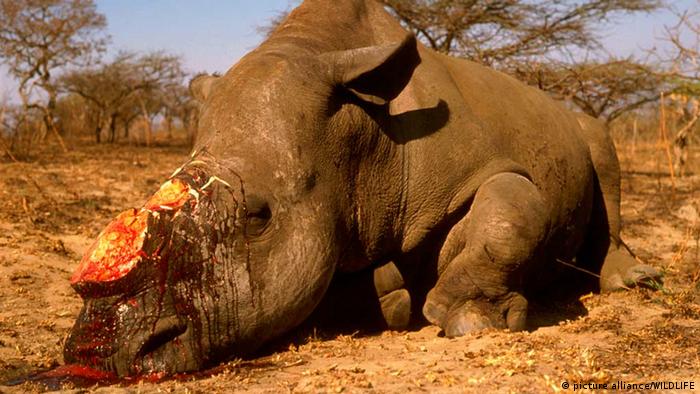 Controversial rhino horn auction in South Africa | Africa ...