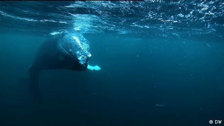 Wale Norwegen