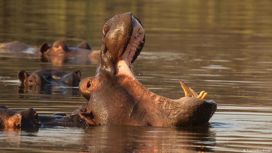 Group Of Hippos Is Called 94