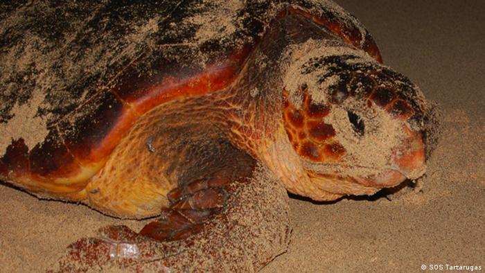 Kap Verde - Schildkröte Insel Sal (SOS Tartarugas)