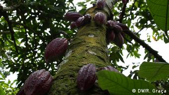 Galerie Anbau und Verarbeitung von Kakao in São Tomé