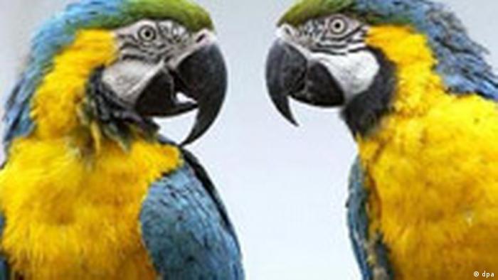 Tratschende Papageian