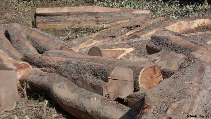 Abholzung des Waldes Guinea-Bissau (DW/M. Pessoa)