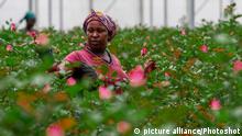 Blumenindustrie in Kenia