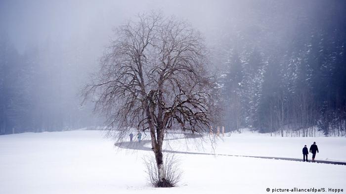 Το δέντρο το χειμώνα (εικόνα-συμμαχία / dpa / S. Hoppe)