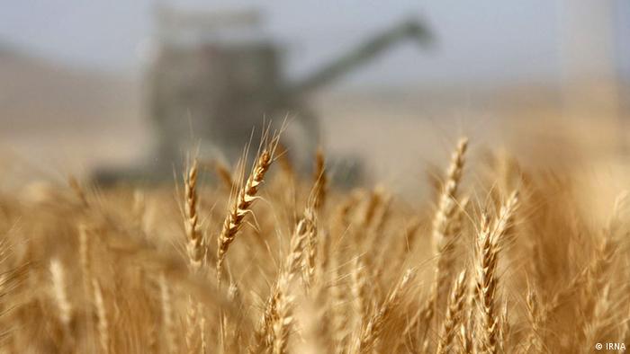Квоти на екпорт пшениці з України до ЄС зростатимуть
