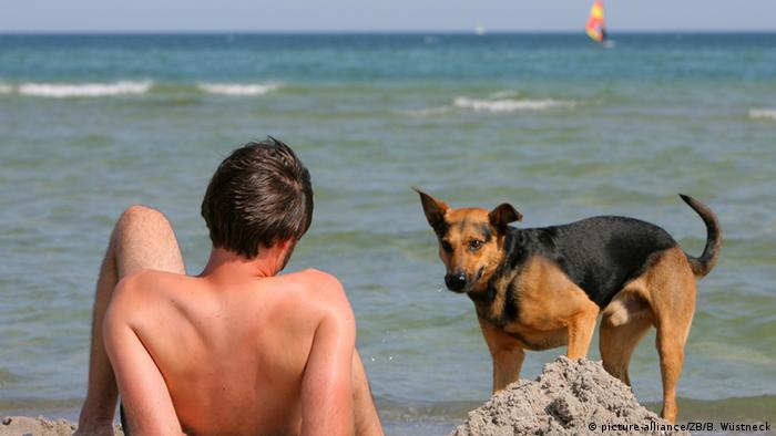   Dog on a beach 