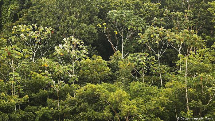 Brasilien Amazona Regenwald (Getty Images/M. Tama)