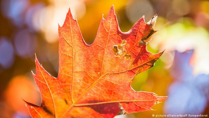 Φθινόπωρο φύλλα φύλλα δρυός κόκκινο (εικόνα-συμμαχία / dpa / F.Rumpenhorst)