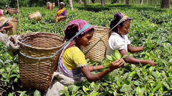 Colheita de chá em uma plantação no oeste da Índia.