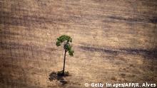 Brasilien Abholzung der Regenwälder