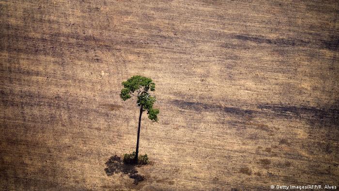 Brasilien Abholzung der Regenwälder (Getty Images/AFP/R. Alves)