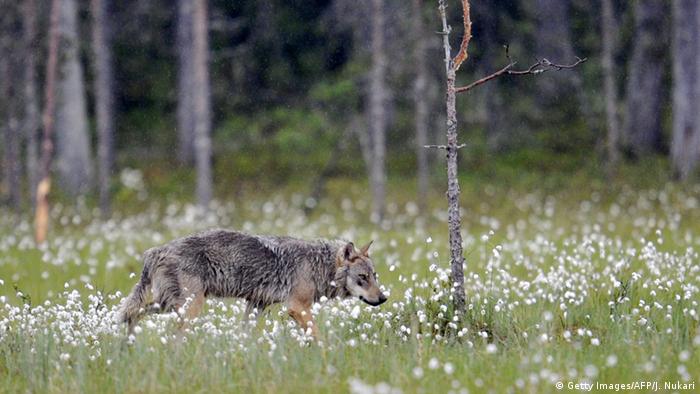 Finnland Wolfsjagd (Getty Images/AFP/J. Nukari)