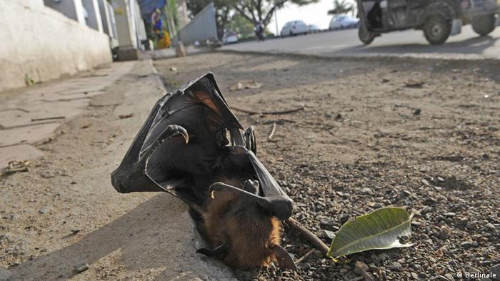 Dead bat in India, 2015 (Photo: Berlinale)