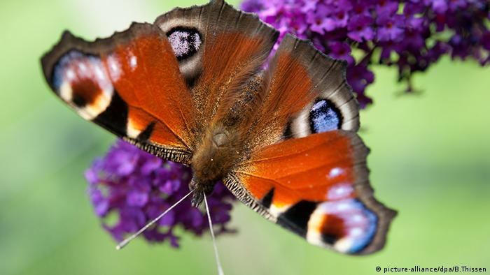 Butterfly species decline ′dramatically′ in Germany ...