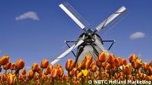 Niederlande Windmühle und Tulpen