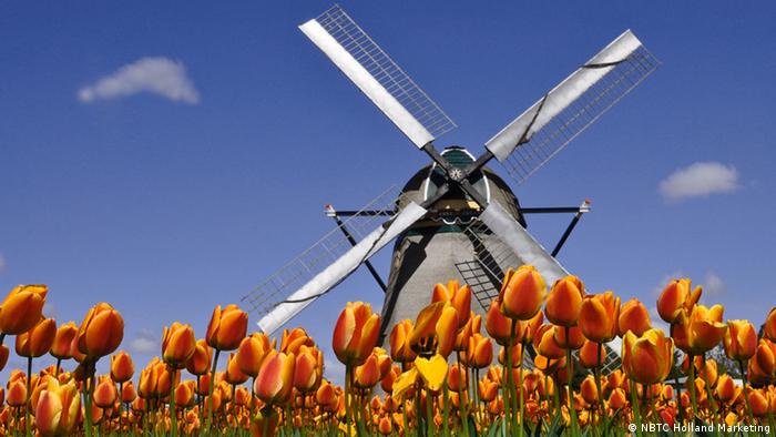 Molino de viento y tulipanes