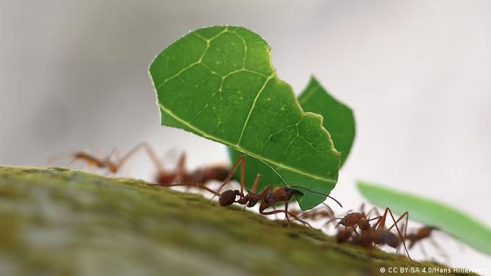 Leaf-cutter ants at Playa Blanca, Cahuita, Costa Rica (CC BY-SA 4.0/Hans Hillewaert)