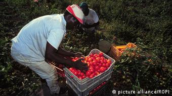 Italien illegale Arbeiter bei der Tomatenernte (picture alliance/ROPI)